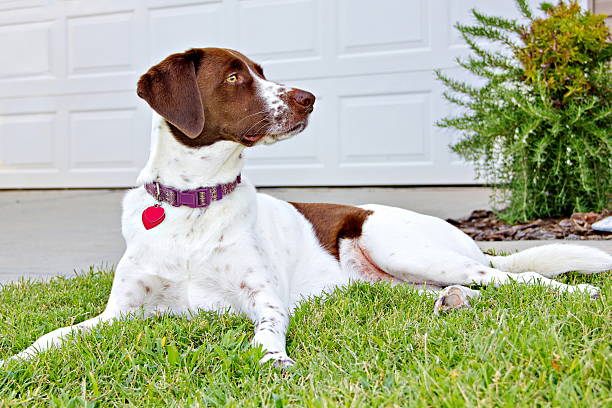 Beautiful Alert Mixed Breed Dog on Front Lawn stock photo