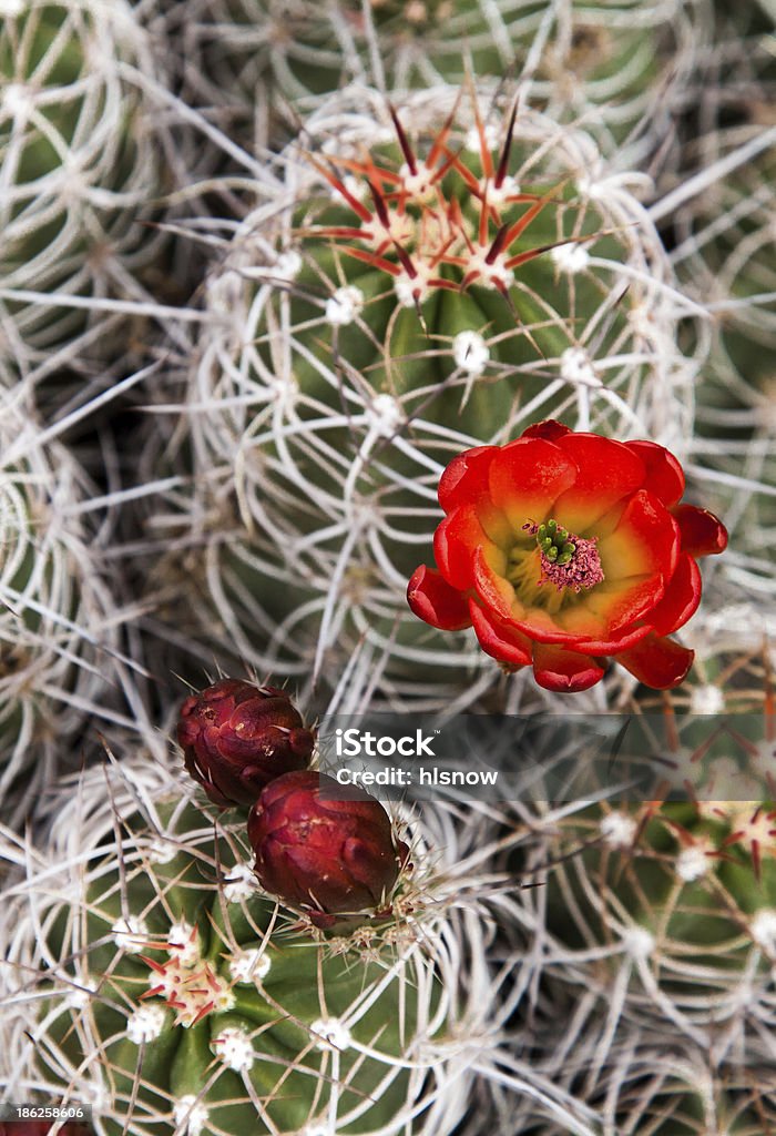 Rozkwiecony Hedgehog Cactus - Zbiór zdjęć royalty-free (Bez ludzi)