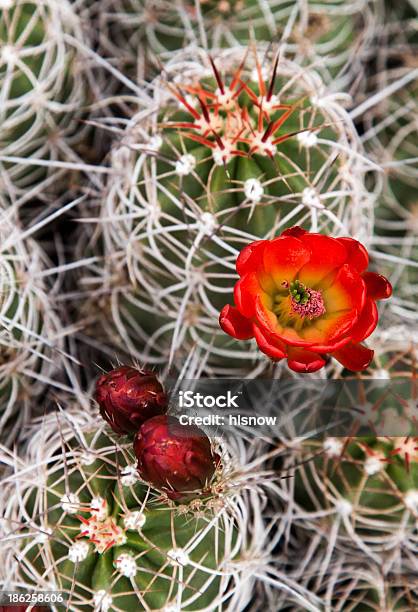 Rozkwiecony Hedgehog Cactus - zdjęcia stockowe i więcej obrazów Bez ludzi - Bez ludzi, Botanika, Cierń