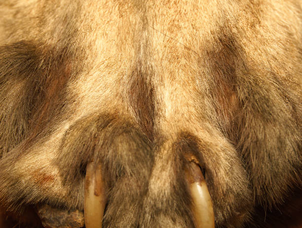 istock Stripes of Majesty: A Tiger's Velvet Cloak 1862604966