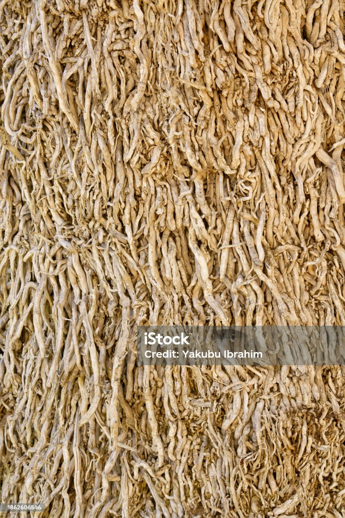 Tree Surface Natures Canvas Tree Surface Texture Closeup Stock Photo - Download ...