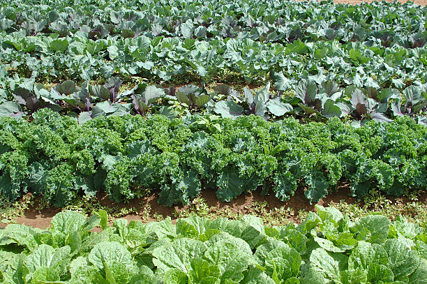 Kale and Cabbage stock photo