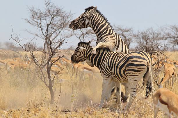istock Zebra - Stallion fight and Wildlife background from Africa 186260943