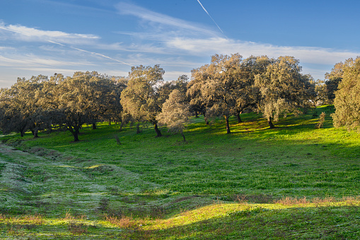 An old path covered with fresh green grass advances towards the holm oak forest, where it penetrates and disappears. Above, the blue sky with a few white clouds, and the morning sun illuminates part of the meadow.