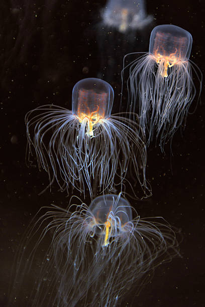 School of Box Jellyfish