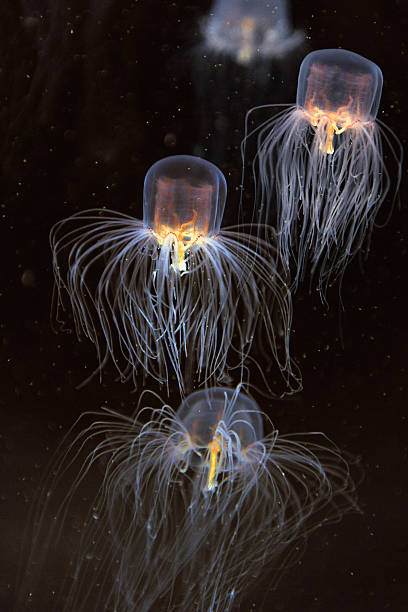 escola de vespa-do-mar - box jellyfish imagens e fotografias de stock