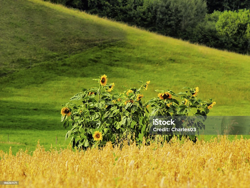 Suwalszczyzna, Polonia - Foto stock royalty-free di Acqua