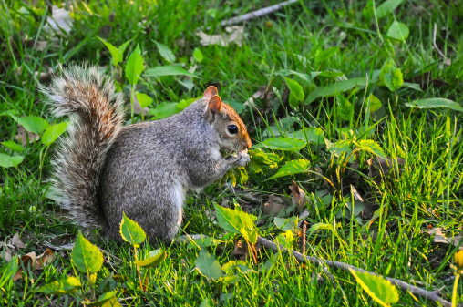 Photo of squirrel in park