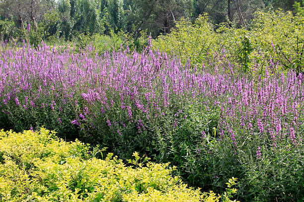 istock lythrum salicaria flowers 186261596