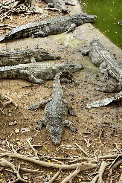 istock Sleeping crocodiles on crocodile farm, Thailand 186262037