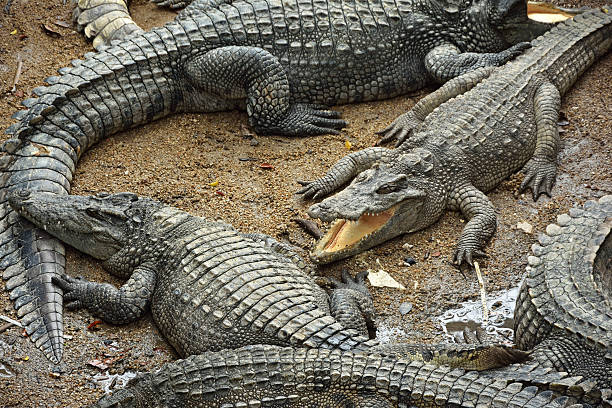 istock Sleeping crocodiles on crocodile farm, Thailand 186262039