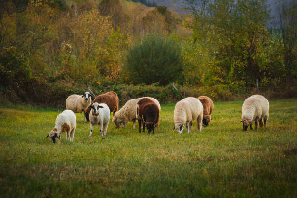 A herd of sheep in the beautiful Bulgarian countryside.