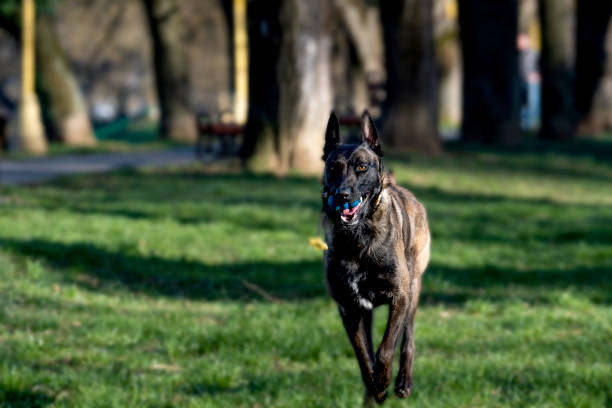 istock Belgian Malinois shepherd dog on a walk 1862624992