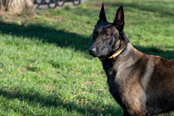 istock Belgian Malinois shepherd dog on a walk 1862624995