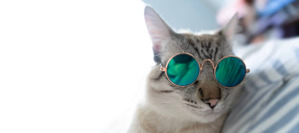 istock The cat is lying down, the color point cat is watching 1862635402