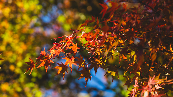 The maple leaves hang high in the sky, blazing red when illuminated by the sun. The contrast between different colors makes the picture look layered.