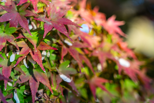 The carpet full of maple leaves, intricate in red and green, is extra special.