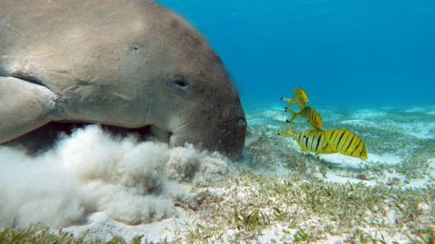 istock Dugong (dugong dugon) or seacow in the Red Sea. 1862639646