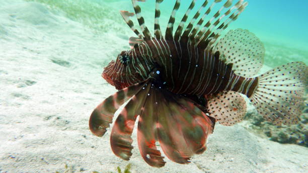 istock Lion Fish in the Red Sea. 1862639661