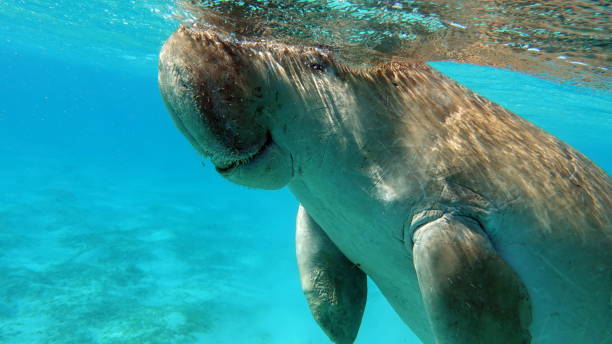 istock Dugong (dugong dugon) or seacow in the Red Sea. 1862639665