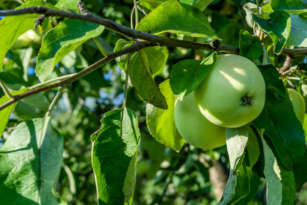 istock Apple in the garden , green apple on the tree 1862640178