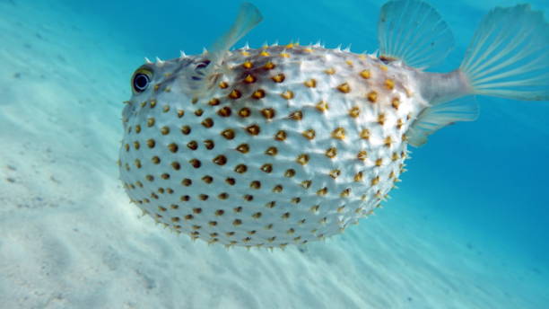 istock Fish hedgehog. Yellow-spotted cyclicht . 1862644361