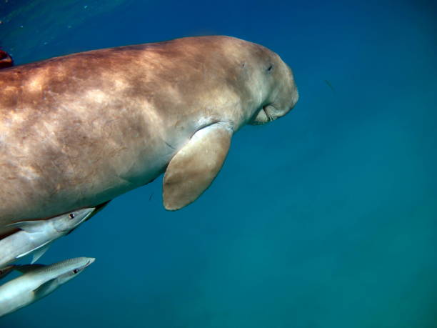 Dugongo. Sea Cow in Marsa Alam. Marsa Mubarak bay.