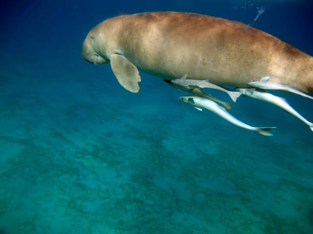 istock Dugong (dugong dugon) or seacow in the Red Sea. 1862648083
