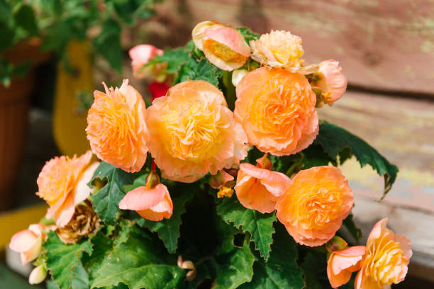istock Orange terry begonia in the garden 1862649190