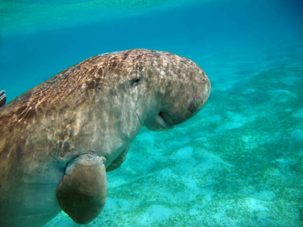 istock Dugong (dugong dugon) or seacow in the Red Sea. 1862649705