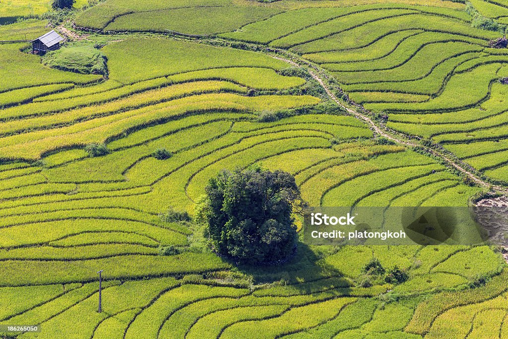 HERMOSA VISTA, arroz campo terrazas - Foto de stock de Agricultura libre de derechos