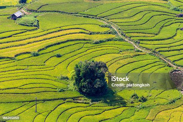 Hermosa Vista Arroz Campo Terrazas Foto de stock y más banco de imágenes de Agricultura - Agricultura, Aire libre, Aldea