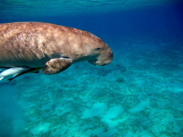 istock Dugong (dugong dugon) or seacow in the Red Sea. 1862651284