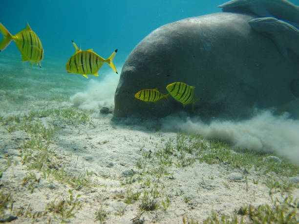 istock Dugong (dugong dugon) or seacow in the Red Sea. 1862652349