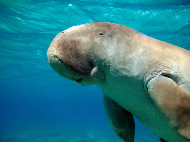 Dugongo. Sea Cow in Marsa Alam. Marsa Mubarak bay.