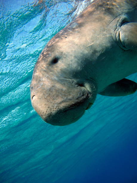 istock Dugong (dugong dugon) or seacow in the Red Sea. 1862653428