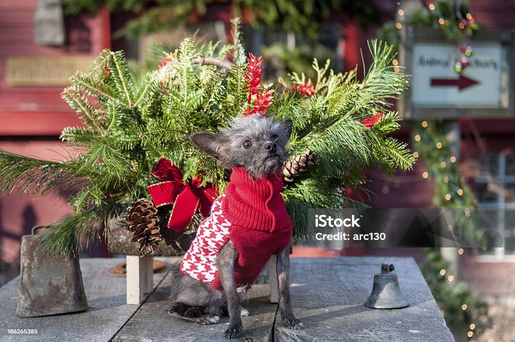 犬のクリスマスのセーター - ちょう結びのロイヤリティフリーストックフォト