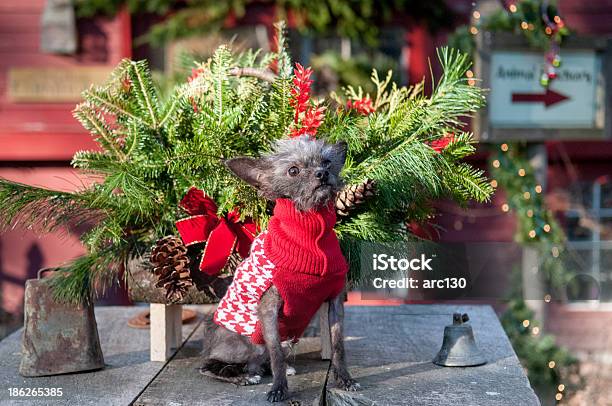 Собака В Рождественский Свитер — стоковые фотографии и другие картинки Без людей - Без людей, Венок, Вечнозелёное дерево