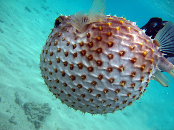 istock Fish hedgehog. Yellow-spotted cyclicht . 1862653940