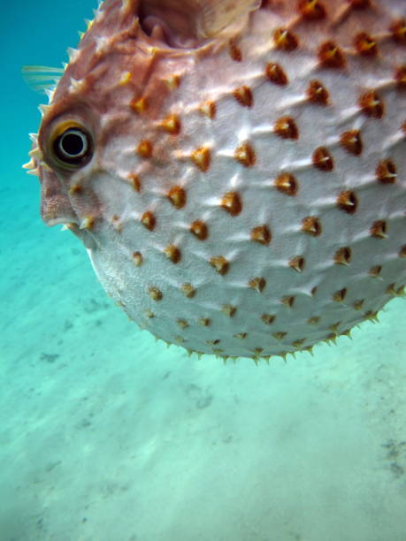 istock Fish hedgehog. Yellow-spotted cyclicht . 1862654967