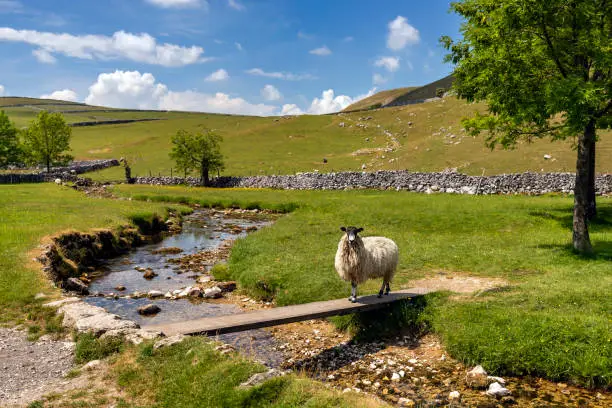 Sheep crossing a bridge over Gordale Beck near Malham Cove in the picturesque Yorkshire Dales National Park