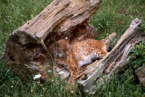 A lone lynx lying on a broken tree trunk, cats, no people, vegetation, green, grass, front view,