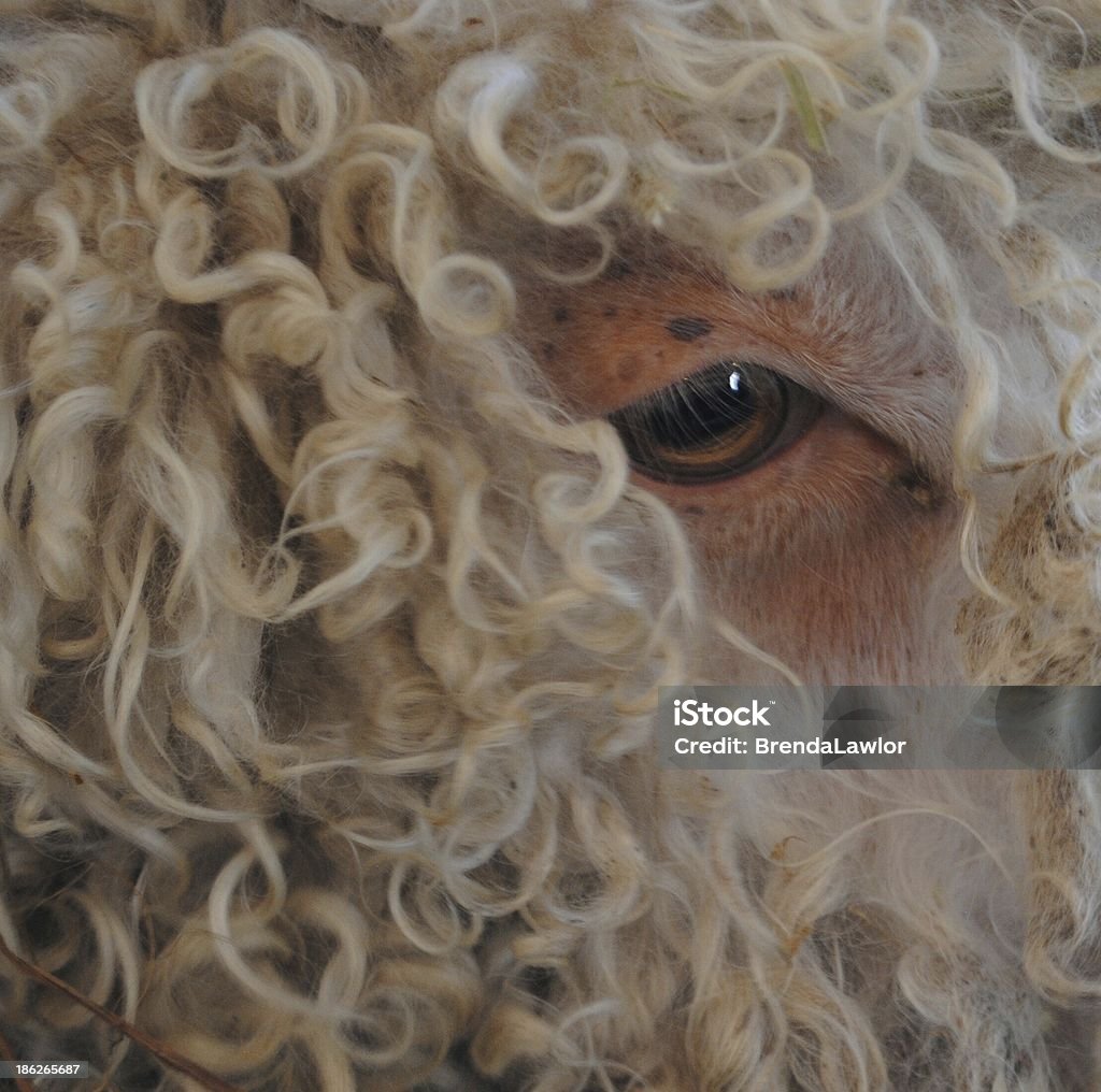 Maravillosa de Mohair - Foto de stock de Agricultura libre de derechos