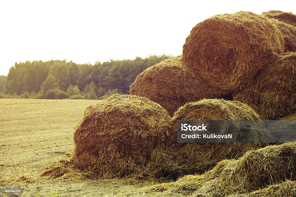 Haystacks em campo durante o pôr-do-sol - Foto de stock de Agricultura royalty-free