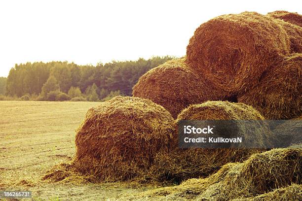 Foto de Haystacks Em Campo Durante O Pôrdosol e mais fotos de stock de Agricultura - Agricultura, Amarelo, Branco