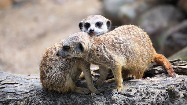 istock Couple of curious meerkats (Suricata suricatta) 186266937