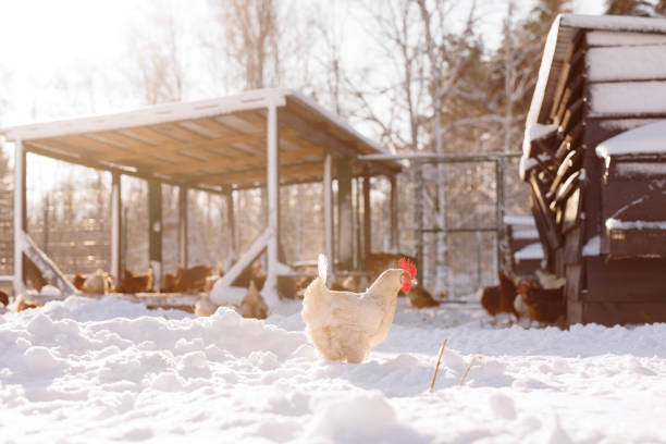 chicken walking on an eco-poultry farm in winter, free-range chicken farm chicken walking on an eco-poultry farm in winter, free-range chicken farm winter chicken coop stock pictures, royalty-free photos & images