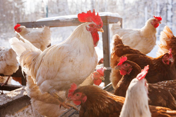 chicken walking on an eco-poultry farm in winter, free-range chicken farm chicken walking on an eco-poultry farm in winter, free-range chicken farm winter chicken coop stock pictures, royalty-free photos & images