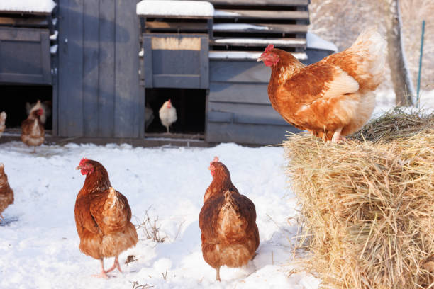 istock chicken eats feed and grain on eco poultry farm, free range poultry farm 1862676924