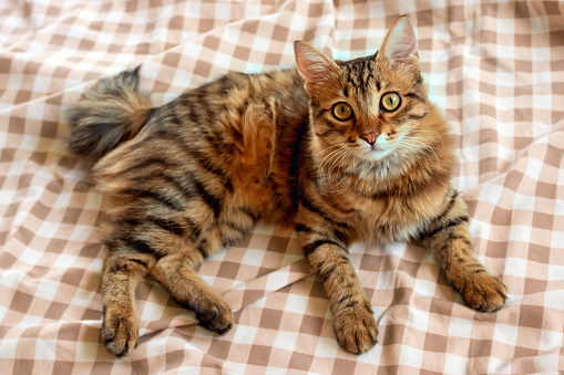 A beautiful cat lies comfortably on the bed. The concept is pet care. Selective focus.